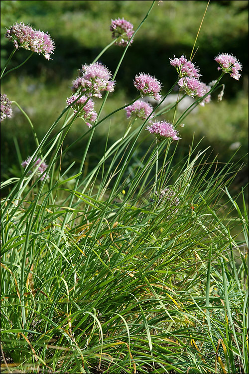 Image of Broad-leaved Chives