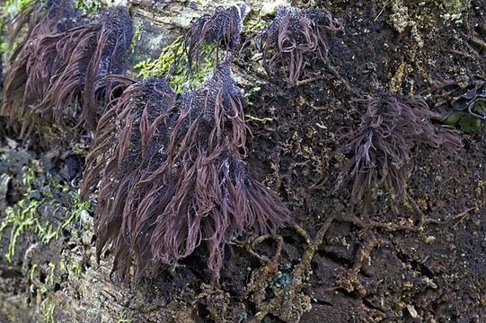 Image de Stemonitis splendens