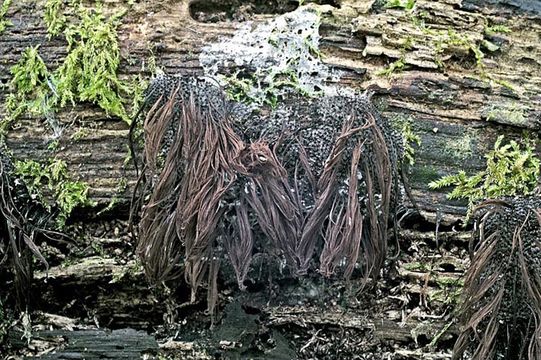 Image of Stemonitis splendens