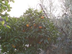 Image of sweet orange