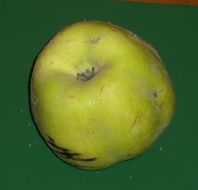 Image of quince