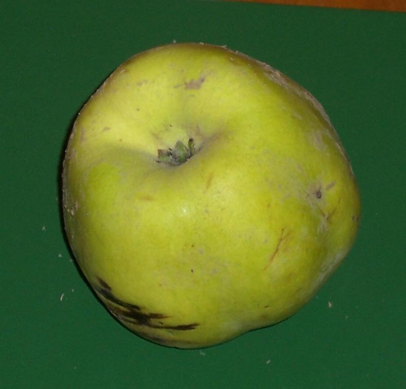 Image of quince