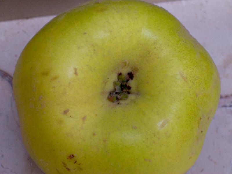 Image of quince