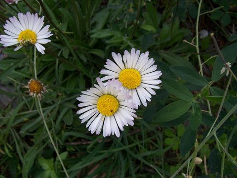 Image of Daisy