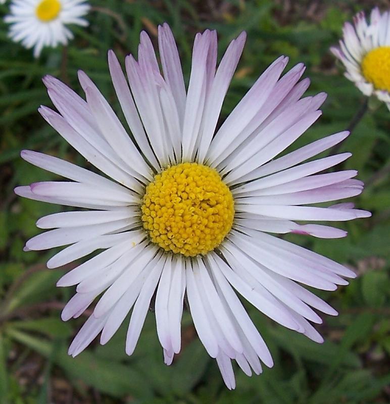 Image of Daisy