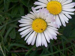 Image of Daisy