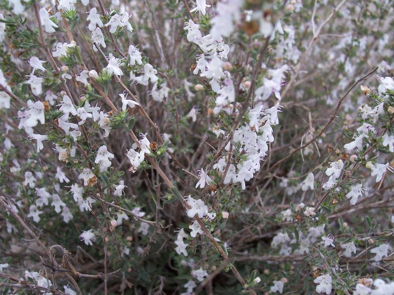 Слика од Satureja cuneifolia Ten.