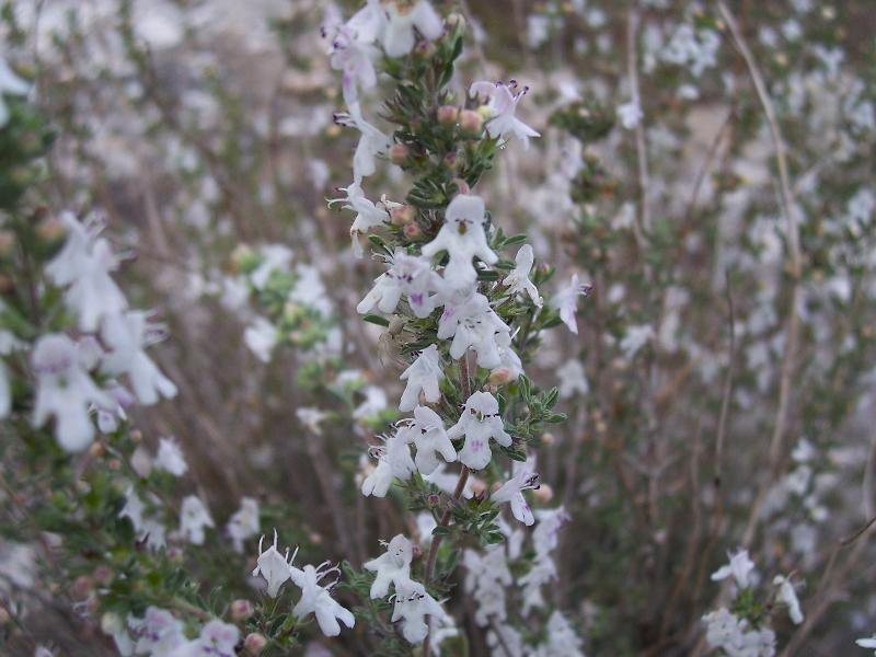 Satureja cuneifolia Ten. resmi