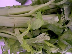 Image of Wild Celery