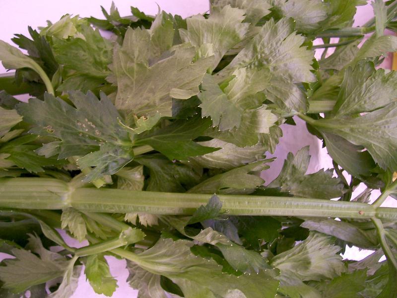 Image of Wild Celery