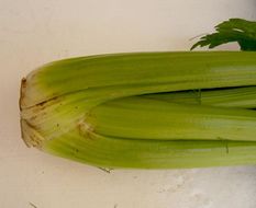 Image of Wild Celery