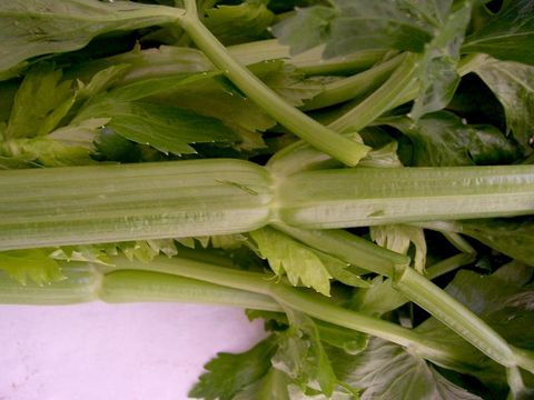 Image of Wild Celery