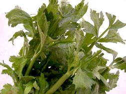 Image of Wild Celery