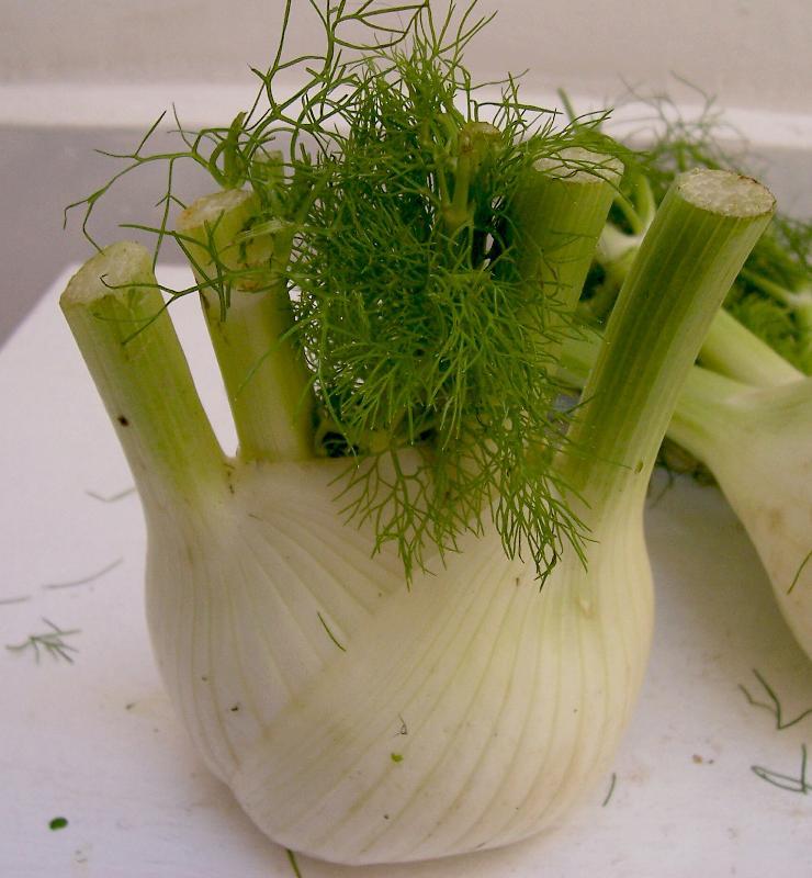 Image of sweet fennel