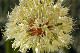 Image of victory onion