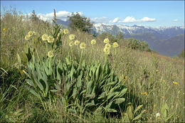 Image of victory onion