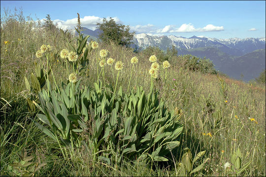 Imagem de Allium victorialis L.