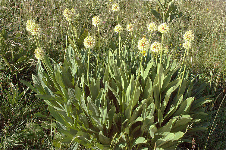 Image of victory onion