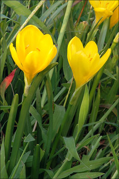 Image de Sternbergia lutea (L.) Ker Gawl. ex Spreng.