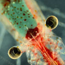 Image of slenderbeak coastal shrimp