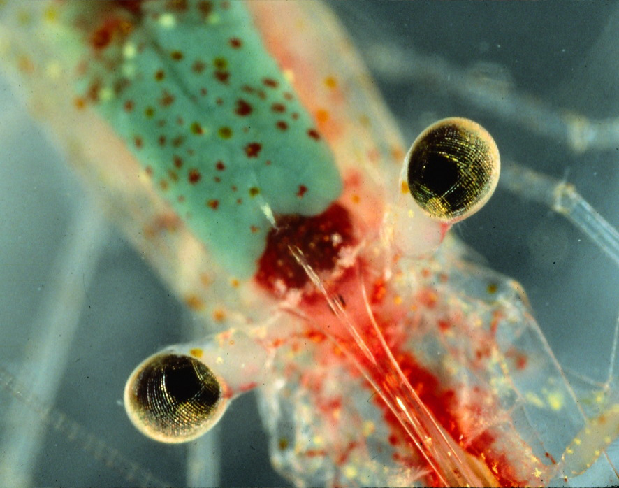 Image of slenderbeak coastal shrimp