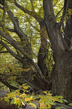 Image of European hornbeam