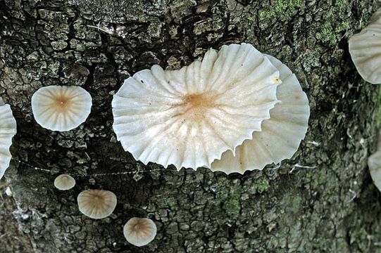 Image of Marasmiellus candidus (Fr.) Singer 1948