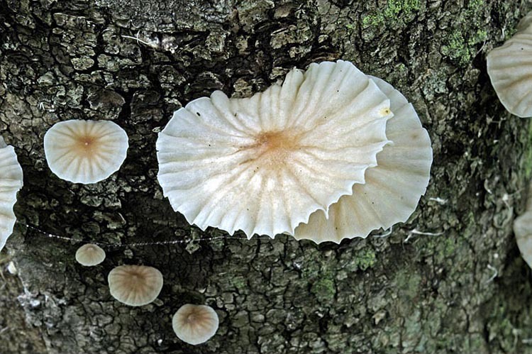 Image of Marasmiellus candidus (Fr.) Singer 1948