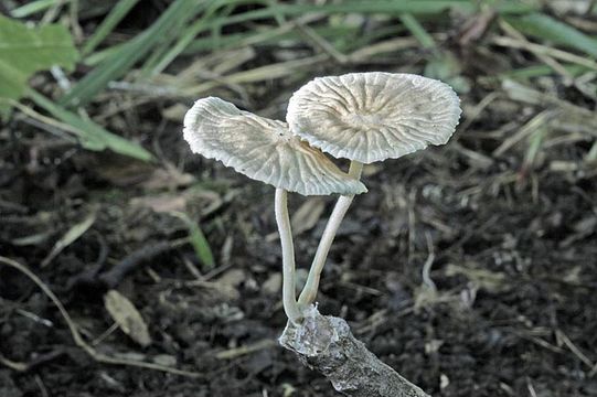 Image of Marasmiellus candidus (Fr.) Singer 1948