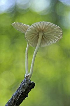 Image of Marasmiellus candidus (Fr.) Singer 1948