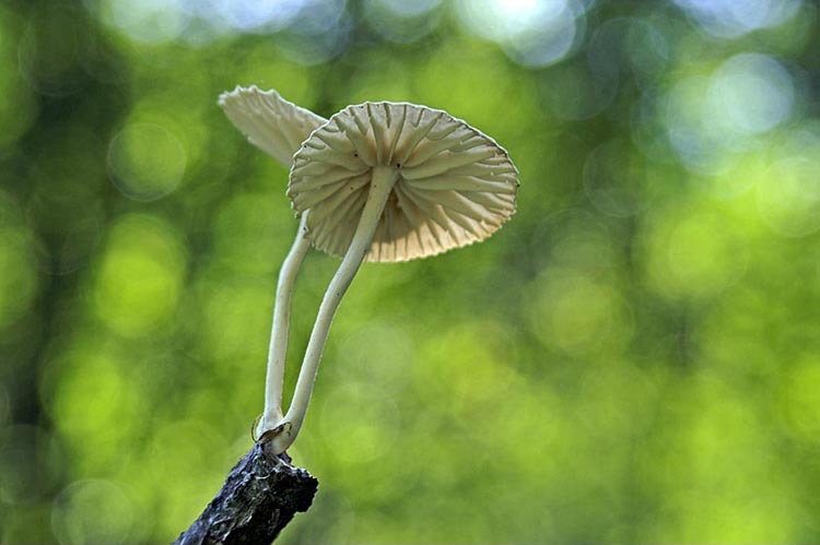 Image of Marasmiellus candidus (Fr.) Singer 1948