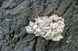 Image of Bracket Fungus