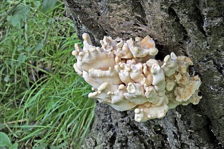 Image of Bracket Fungus