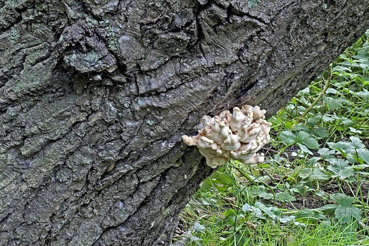 Image of Bracket Fungus