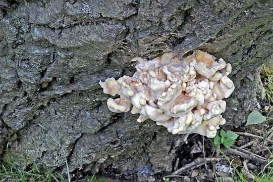 Image of Bracket Fungus