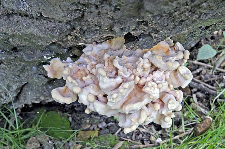 Image of Bracket Fungus