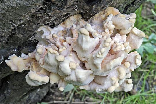 Image of Bracket Fungus