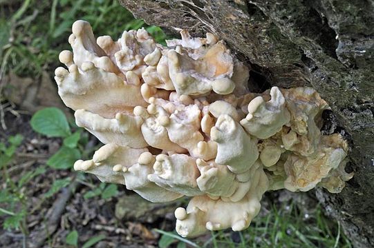 Image of Bracket Fungus