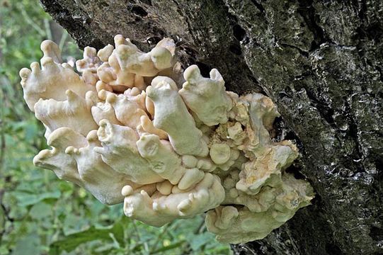 Image of Bracket Fungus