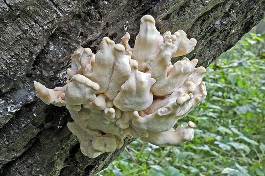 Image of Bracket Fungus