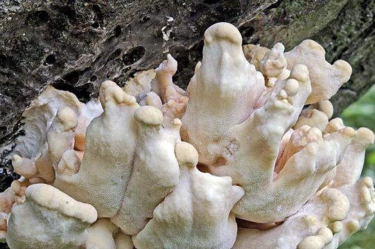 Image of Bracket Fungus