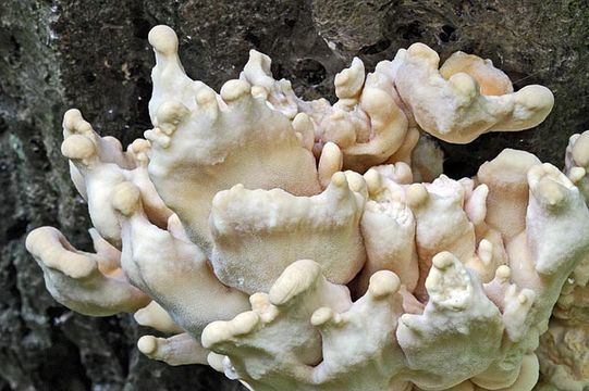 Image of Bracket Fungus