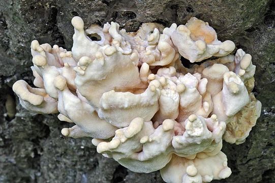 Image of Bracket Fungus