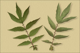 Image of Meadowsweet