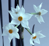 Narcissus elegans (Haw.) Spach resmi