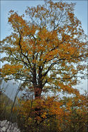 Image of sycamore maple