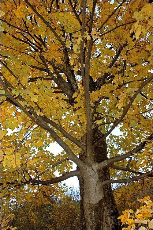 Image of sycamore maple