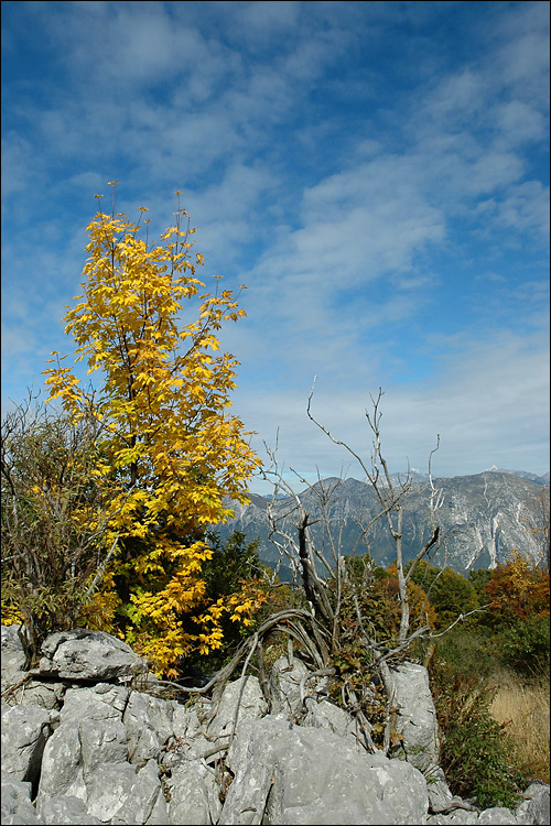 Image of Norway Maple