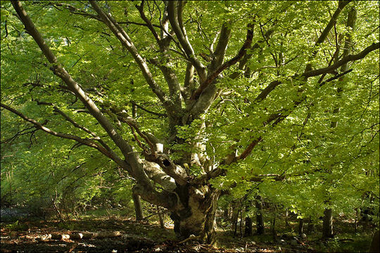 Image of European beech