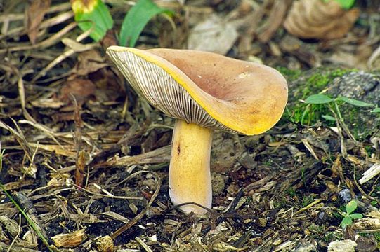 Image of Tawny Milkcap